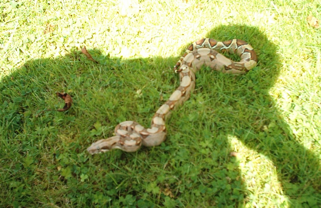my young redtail boa