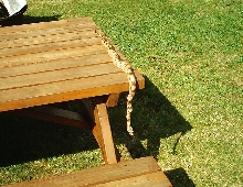 basking in the sun