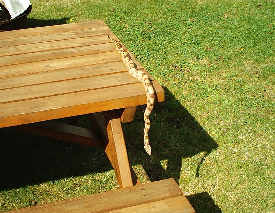 basking in the sun