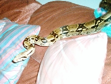 male boa