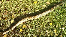 male common boa