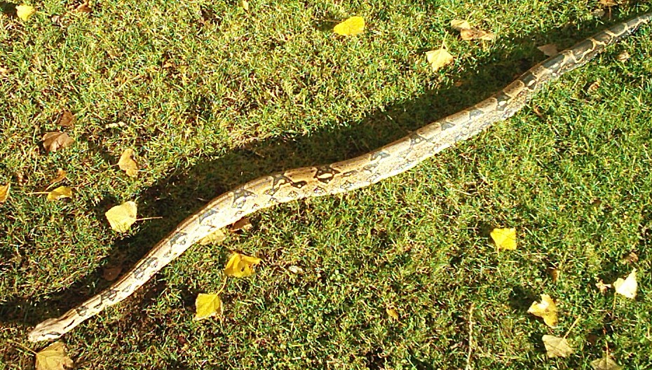 male common boa