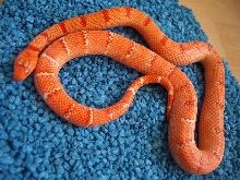albino Pastel King