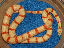Pastel King CB05 male from UKH