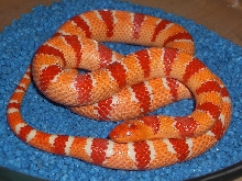 Pastel King albino male