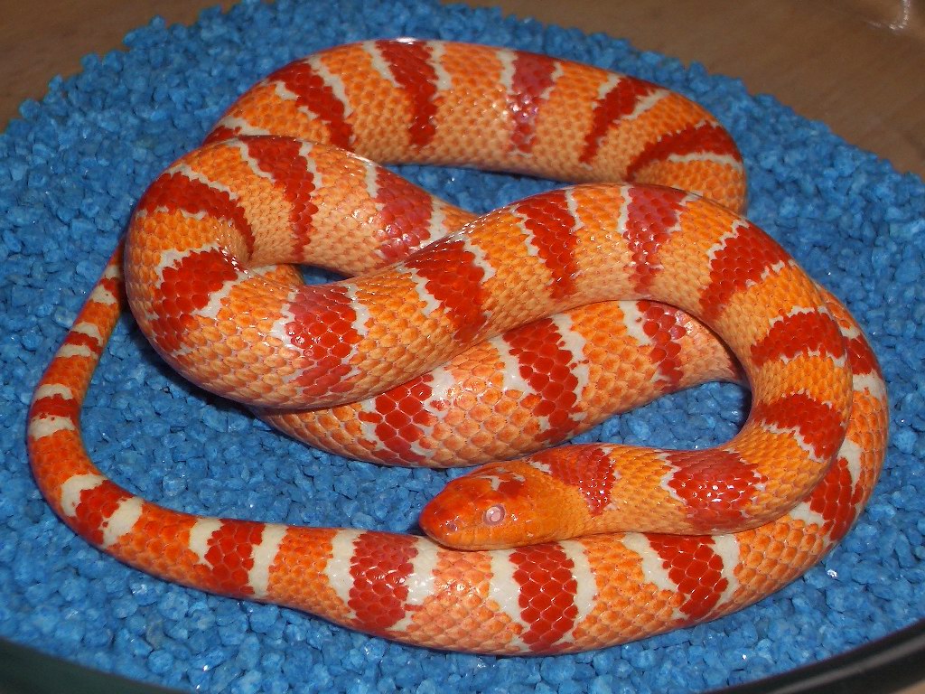Pastel King albino male