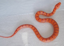 albino Pastel King CB 2008 female
