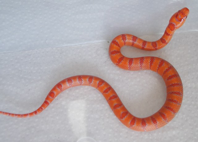 albino Pastel King CB 2008 female