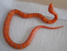 albino Pastel King CB 2008 female