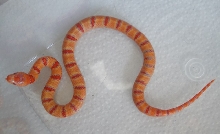 albino Pastel King CB 2008 female