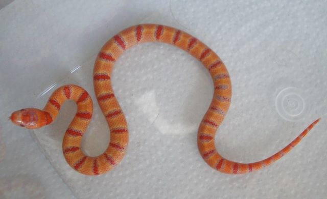 albino Pastel King CB 2008 female