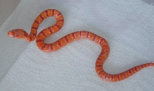 albino Pastel King CB 2008 female