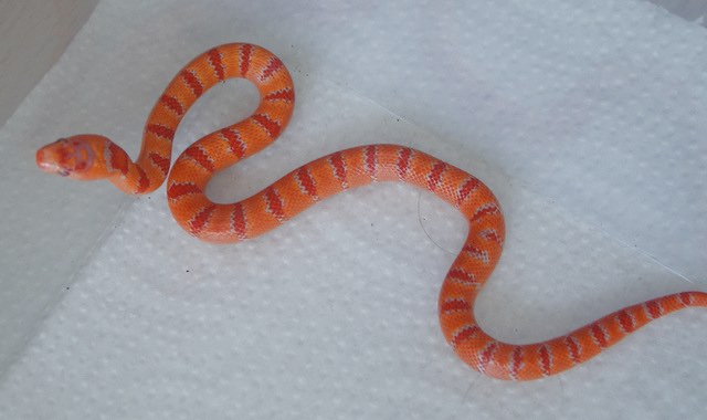 albino Pastel King CB 2008 female