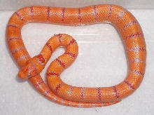 albino Pastel King CB 2008 female