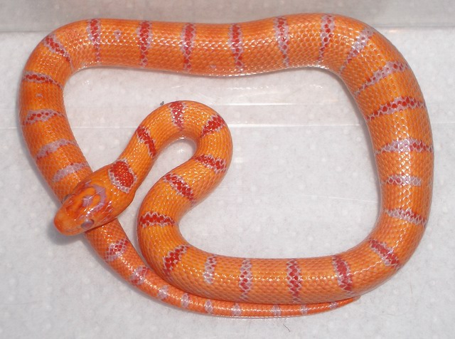 albino Pastel King CB 2008 female