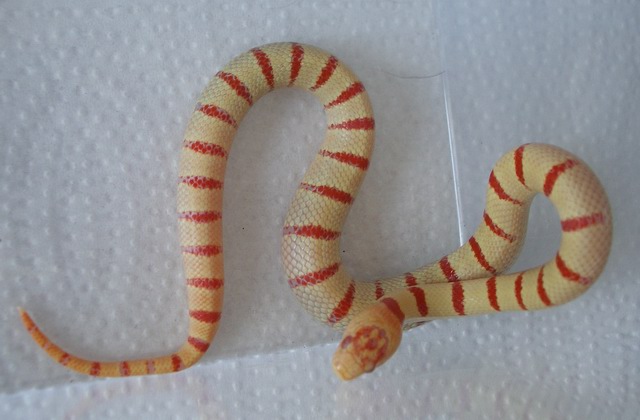 albino Pastel King CB 2008 female