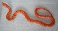 albino Pastel King CB 2008 male