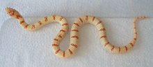 albino Pastel King CB 2008 male