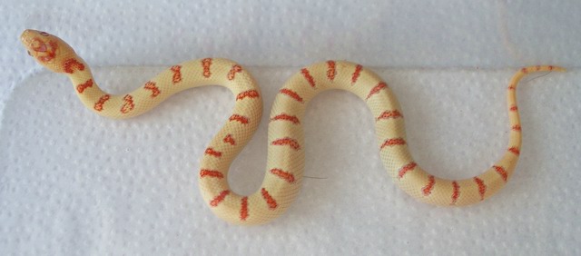 albino Pastel King CB 2008 male