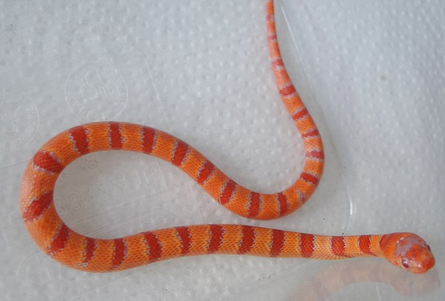 albino Pastel King CB 2008 male