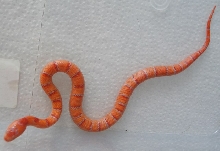albino Pastel King CB 2008 male