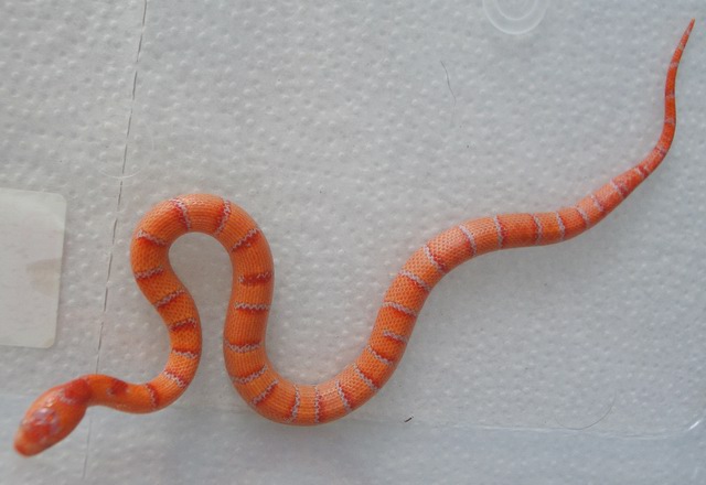 albino Pastel King CB 2008 male