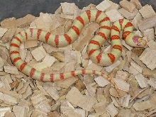 albino Pastel King CB 2008 male
