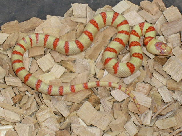albino Pastel King CB 2008 male