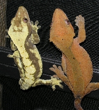 v and spot