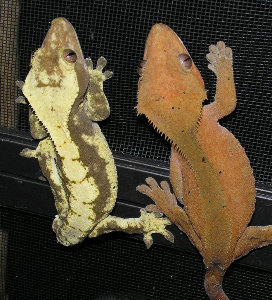 v and spot