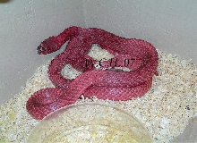 Red Phase Western Coachwhip