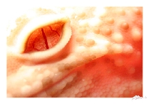 Albino eye
