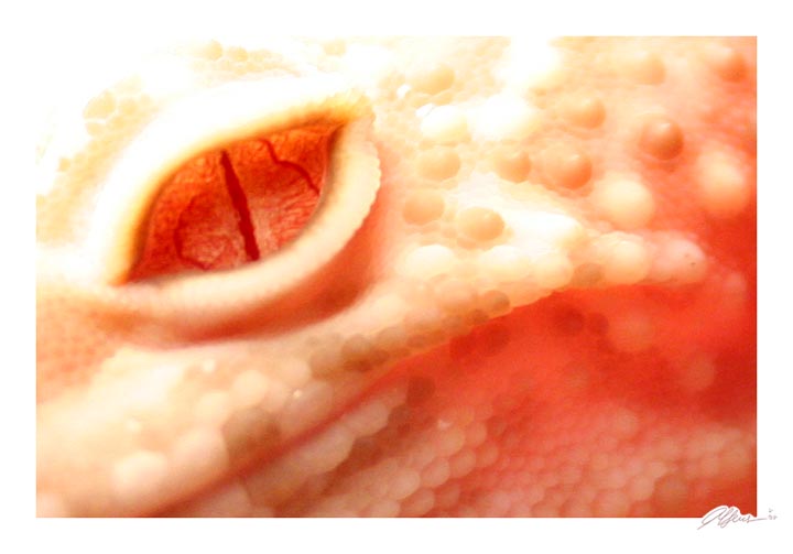Albino eye