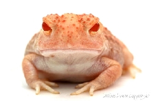 Albino Woodhouse Toad grrrr...