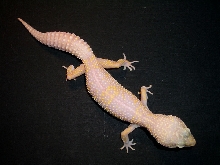 Unique Pink Albino Female Leopard Gecko