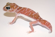 pink Male knobtail