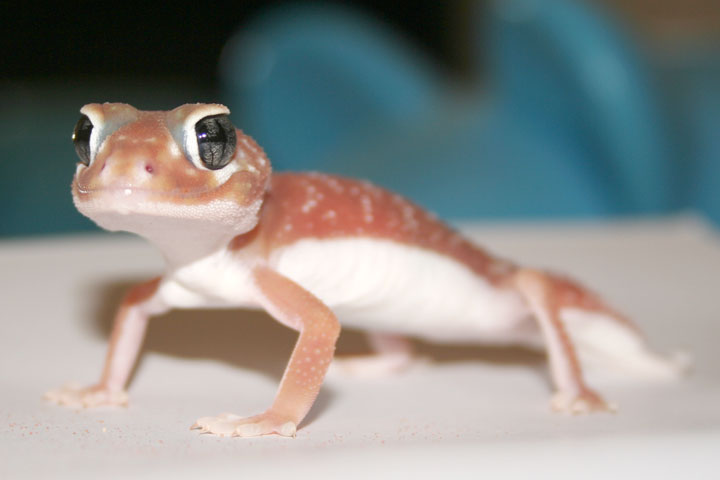 Smiling Pink-ish male levis