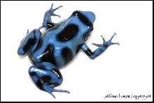 Auratus Blue Black