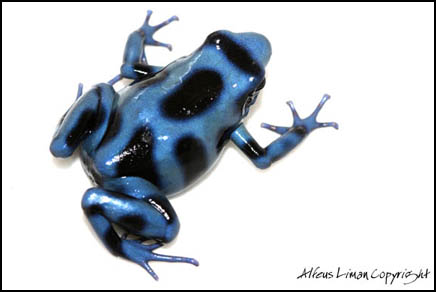 Auratus Blue Black