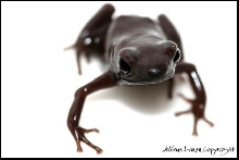 Auratus campana