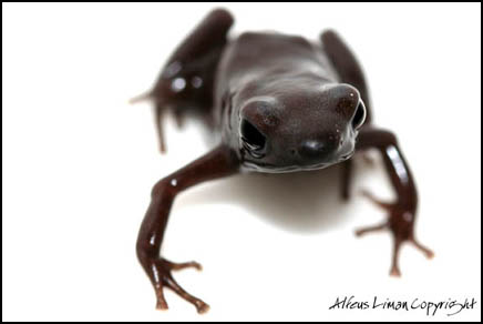 Auratus campana