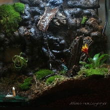 Dart Frogs Enclosure 29Gal Tall w/ Waterfall