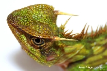 Malaysian Mountain Horned Dragon - Acanthosaura armata