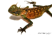 Malaysian Mountain Horned Dragon - Acanthosaura armata