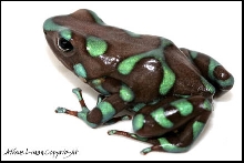 Auratus Green Bronze