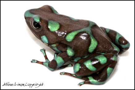 Auratus Green Bronze