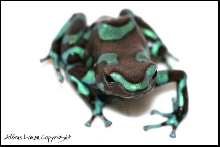 Auratus Green Bronze