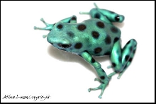 Auratus GB Spotted