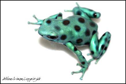 Auratus GB Spotted