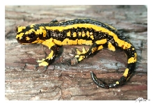 Striped FIRE Salamander